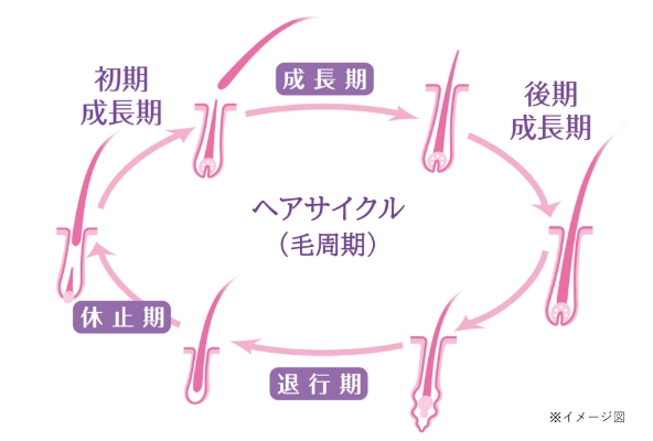 健康な髪のヘアサイクルの図
