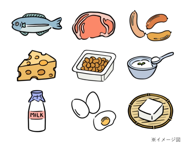 タンパク質を多く含む食品、肉類、魚介類、卵、乳製品、豆類のイメージ画像