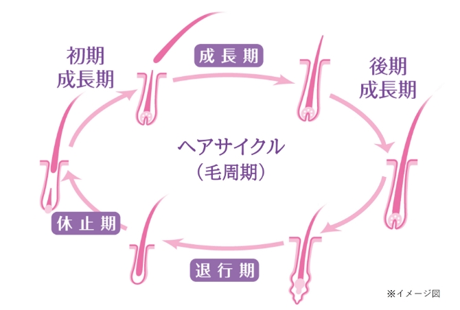 健康な髪のヘアサイクルの図