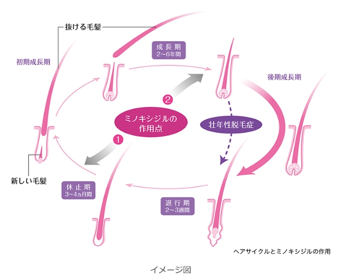ヘアサイクルとミノキシジルの作用点（成長期と休止期）のイメージ図。