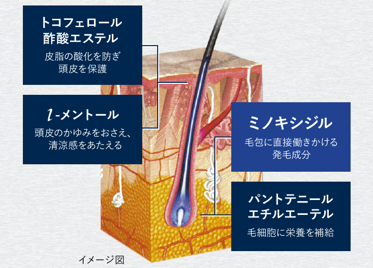 ミノキシジルと3つの有効成分を配合し、抜け毛の進行を予防し、毛量をキープ