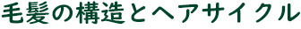 毛髪の構造とヘアサイクル
